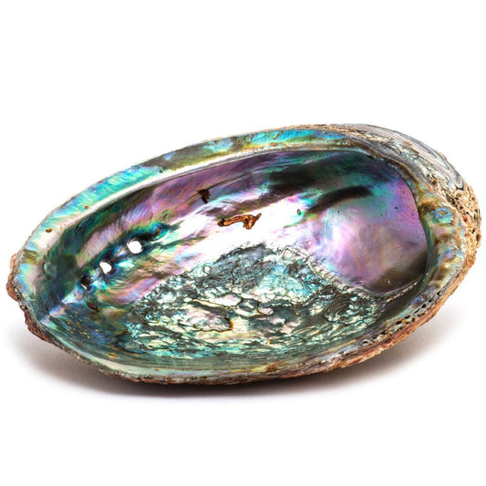 Abalone shell ash tray/ wooden Stand / Sage